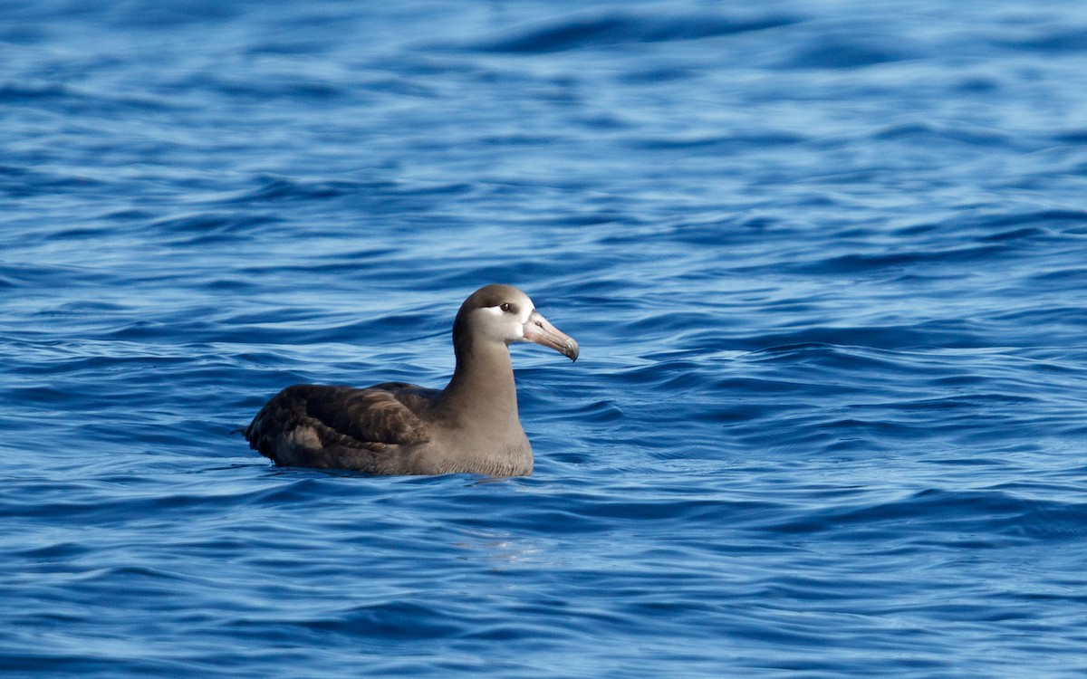 svartfotalbatross - ML646676438