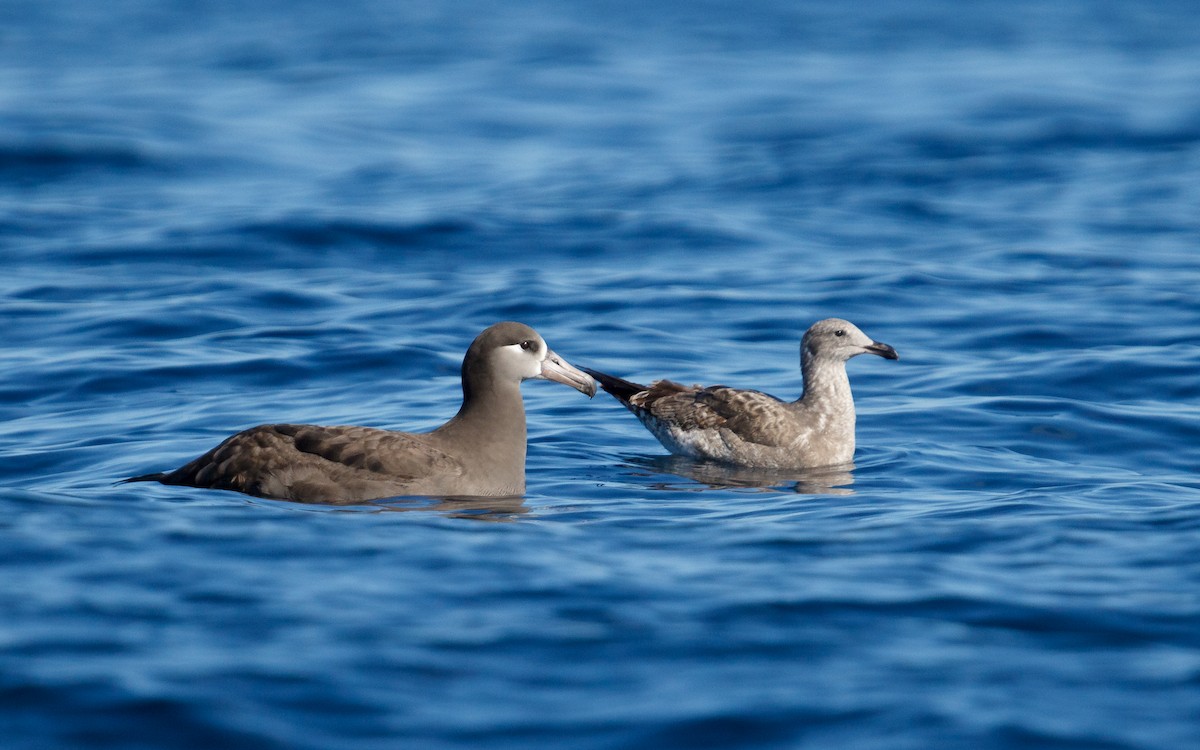 svartfotalbatross - ML646676439