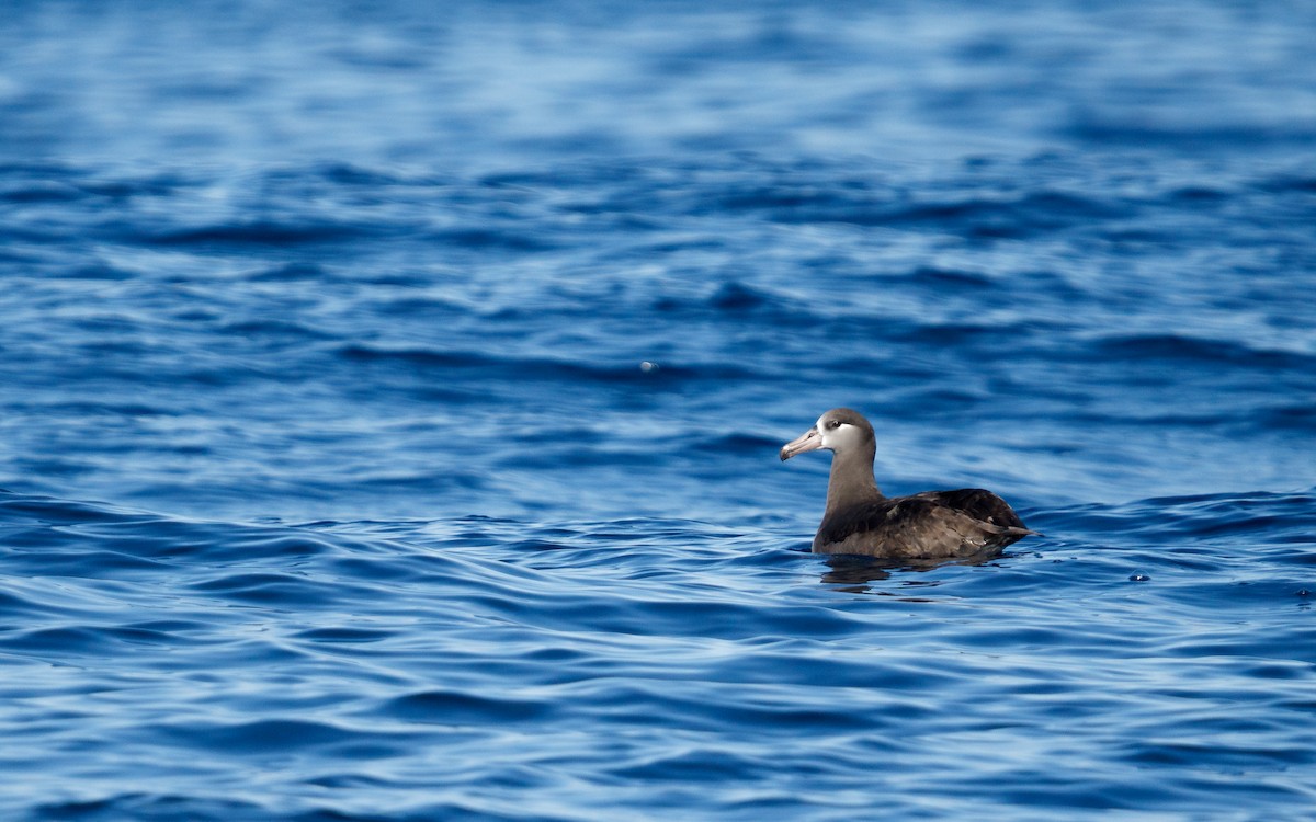 svartfotalbatross - ML646676440