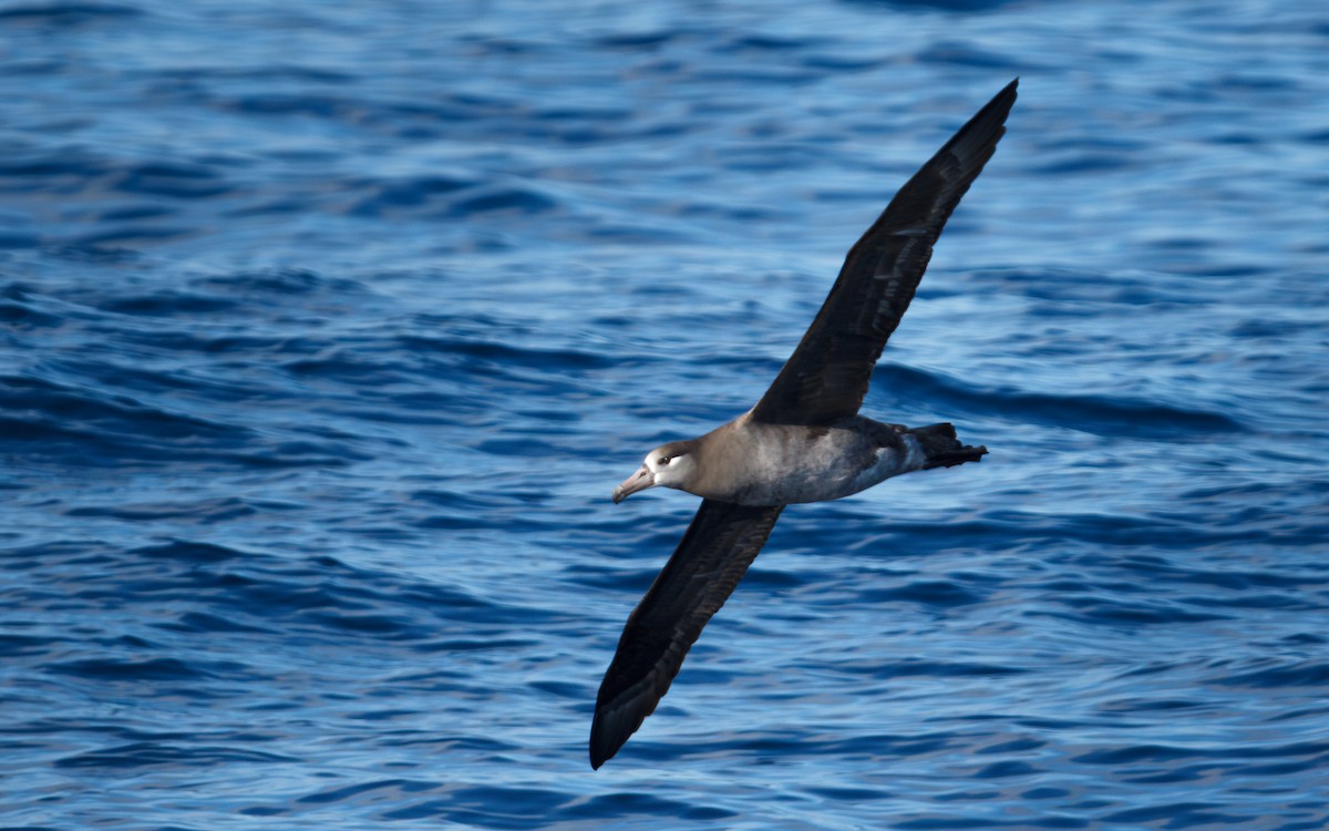 svartfotalbatross - ML646676441