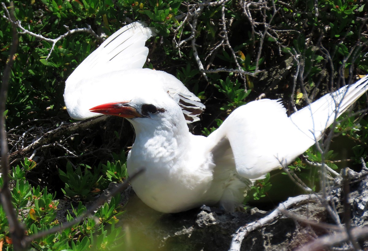 紅尾熱帶鳥 - ML646676442