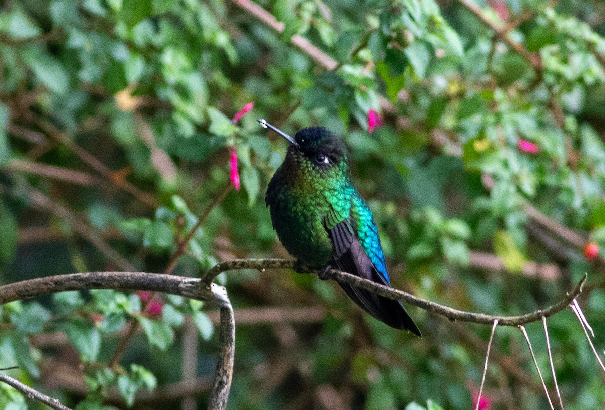 Fiery-throated Hummingbird - ML646676443