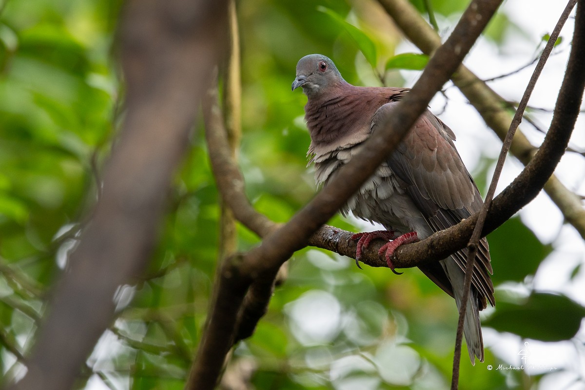 Pale-vented Pigeon - ML646676444