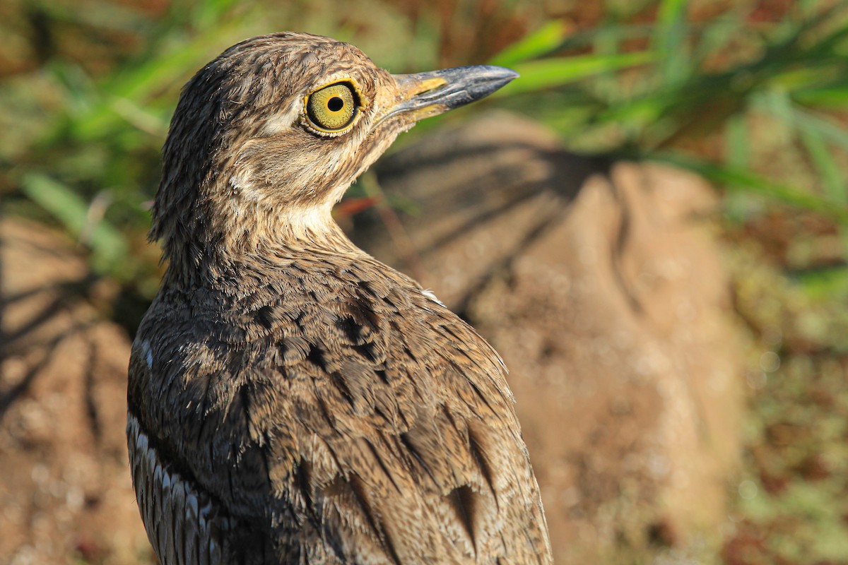 vanntriel - ML646676445