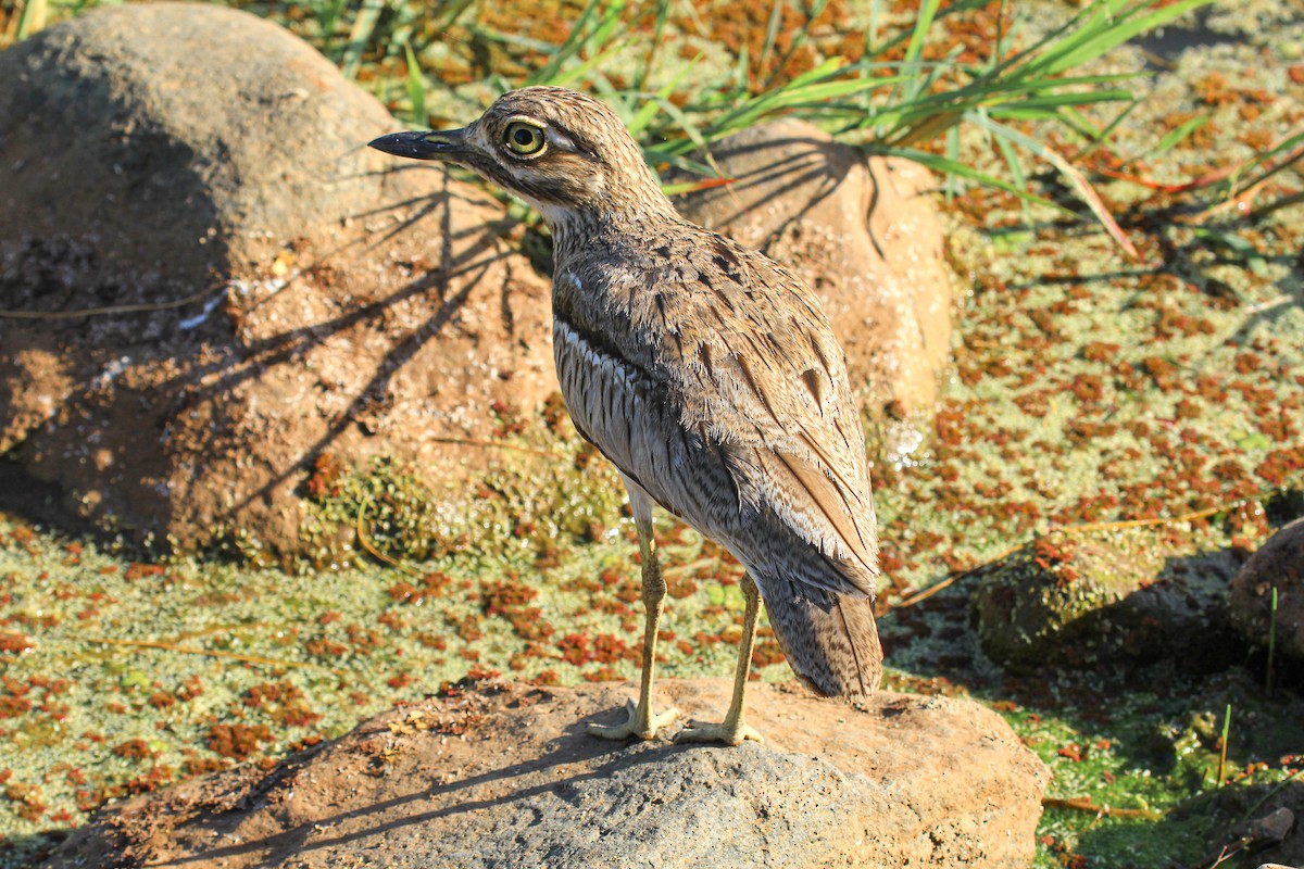 vanntriel - ML646676446