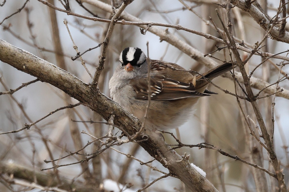 Porsuk Serçesi - ML646676447