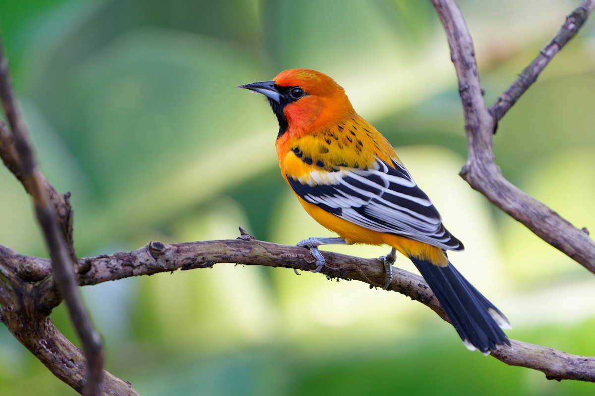 Streak-backed Oriole - ML646676448