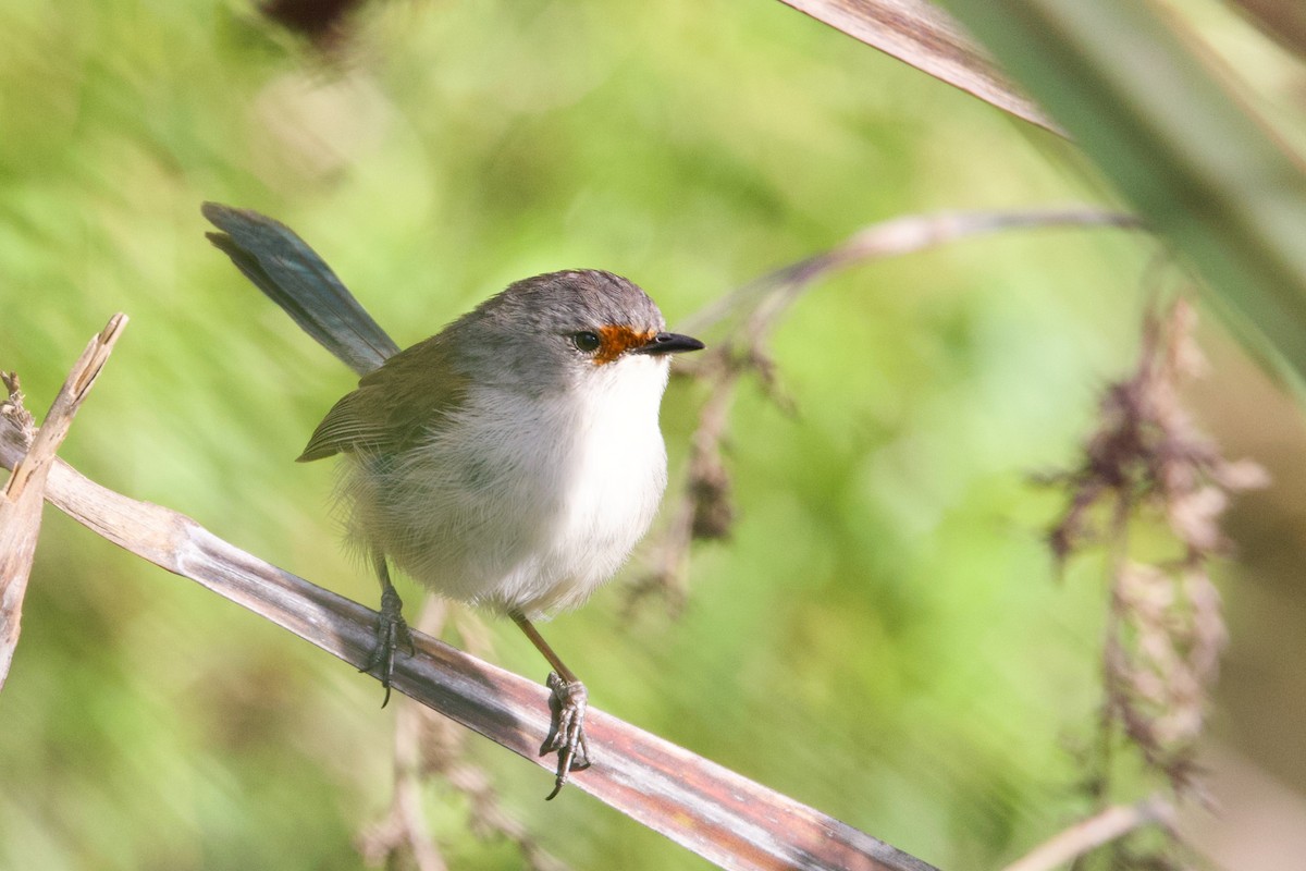 Red-winged Fairywren - ML646676449
