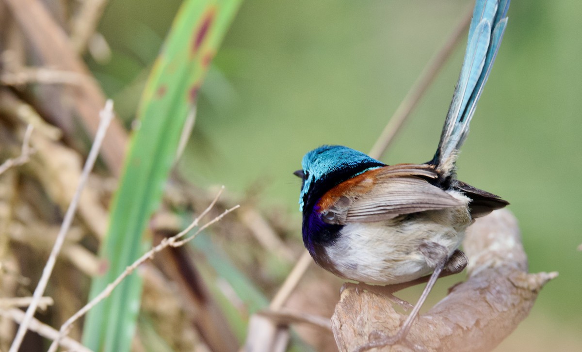 Red-winged Fairywren - ML646676450