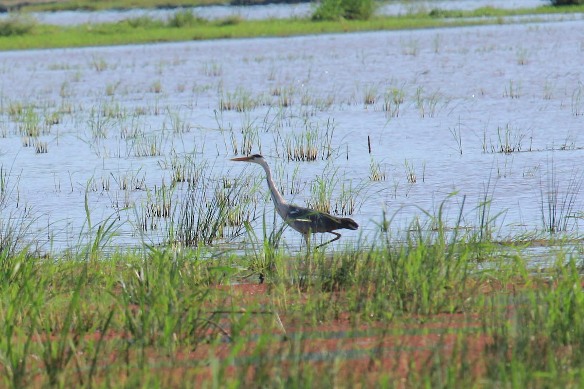 gråhegre - ML646676451