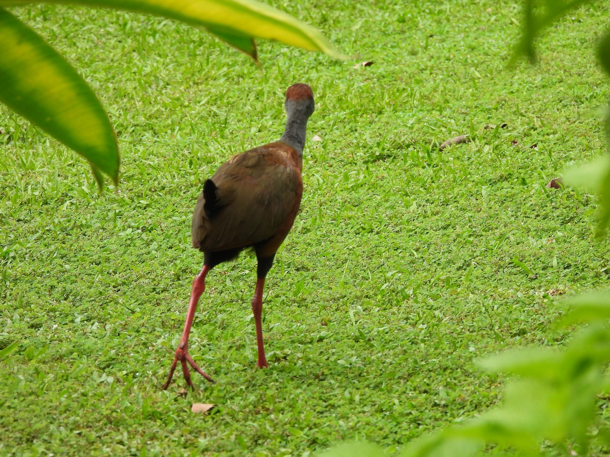 Russet-naped Wood-Rail - ML646676453