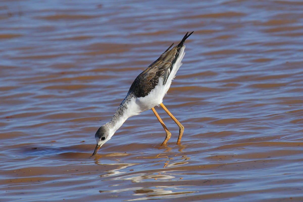 stylteløper - ML646676455