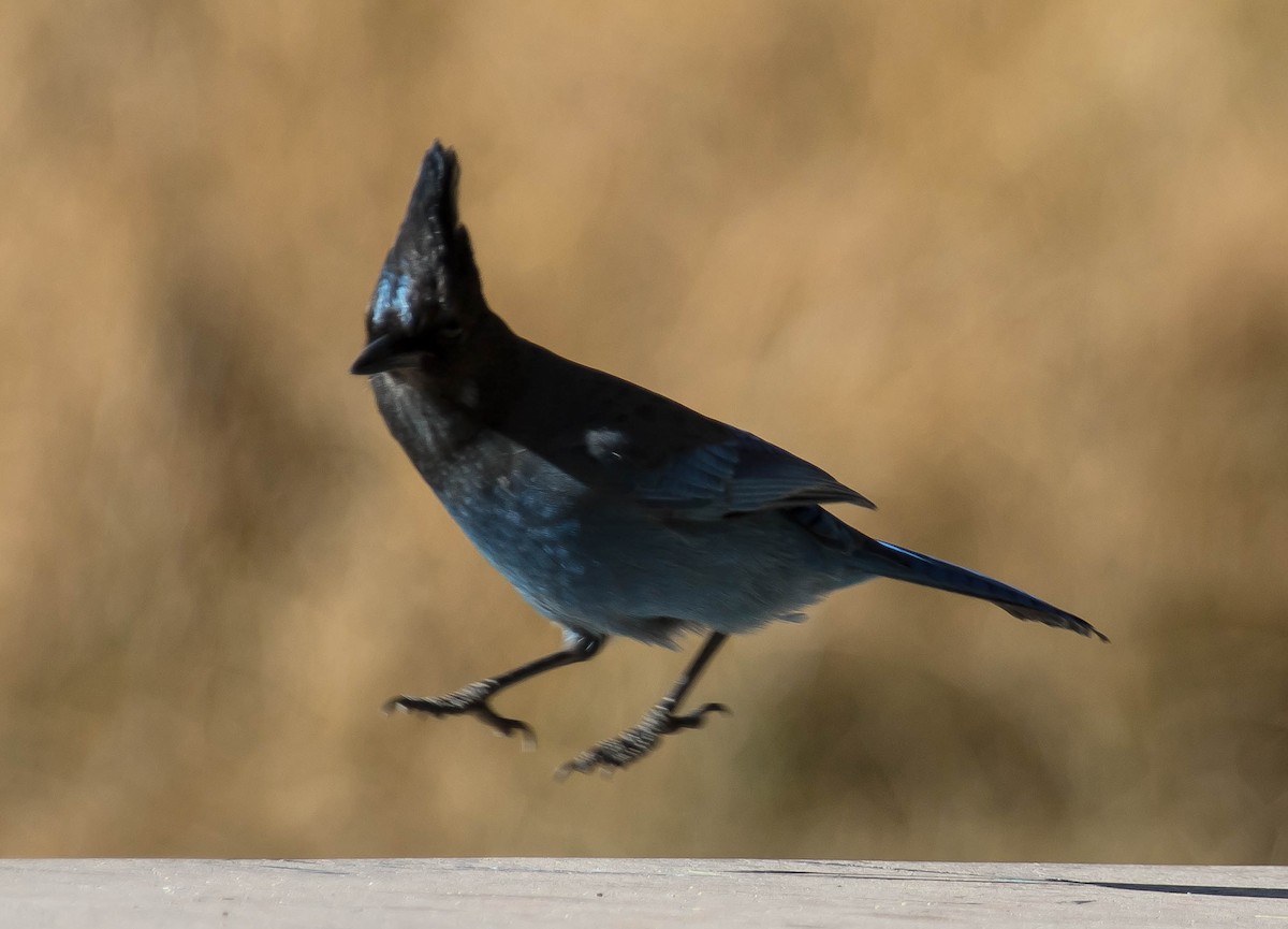 Steller's Jay - ML646676458
