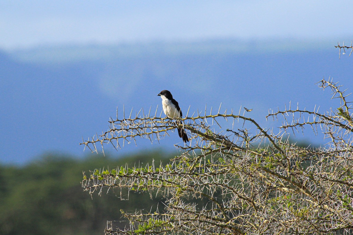 swahilivarsler - ML646676459