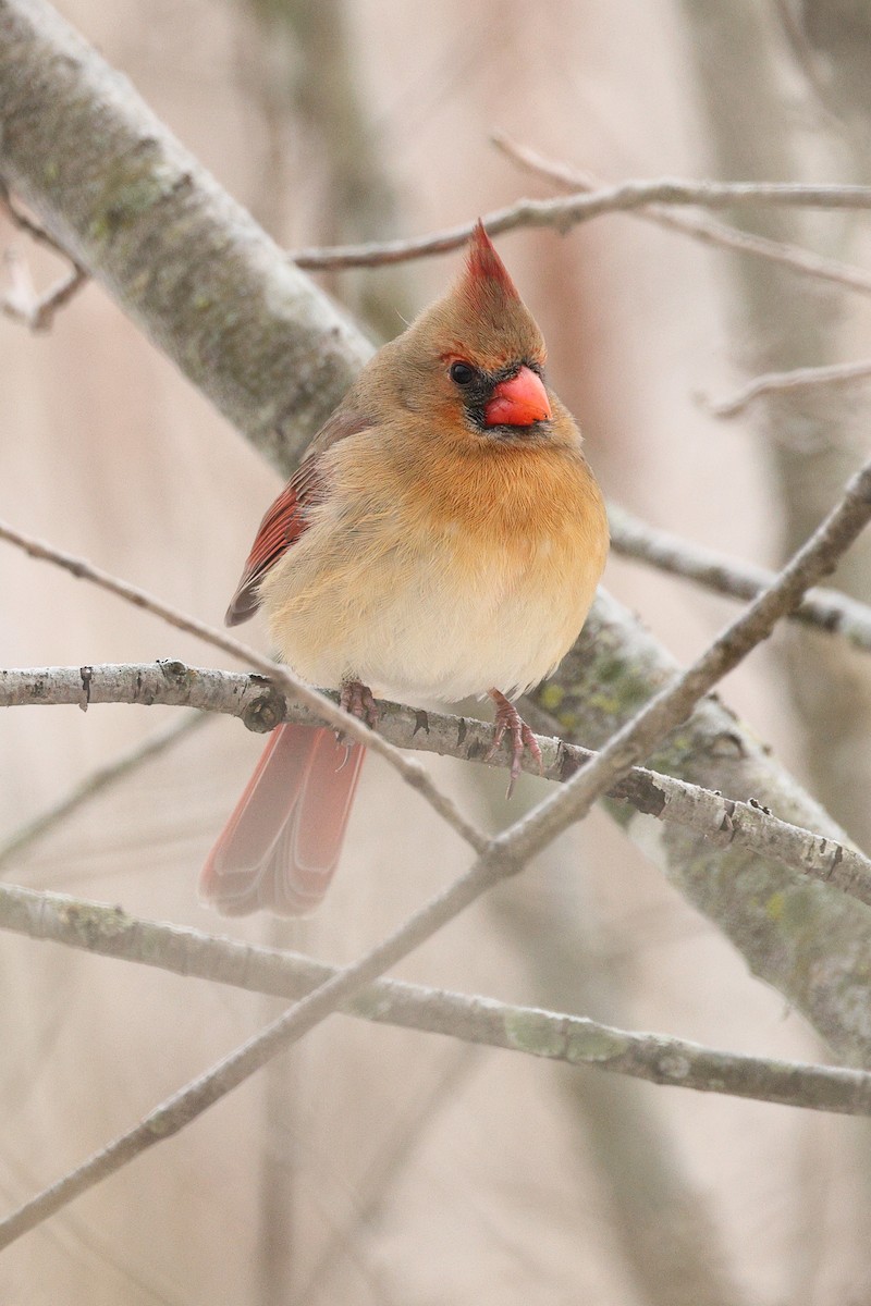 Cardinal rouge - ML646676460