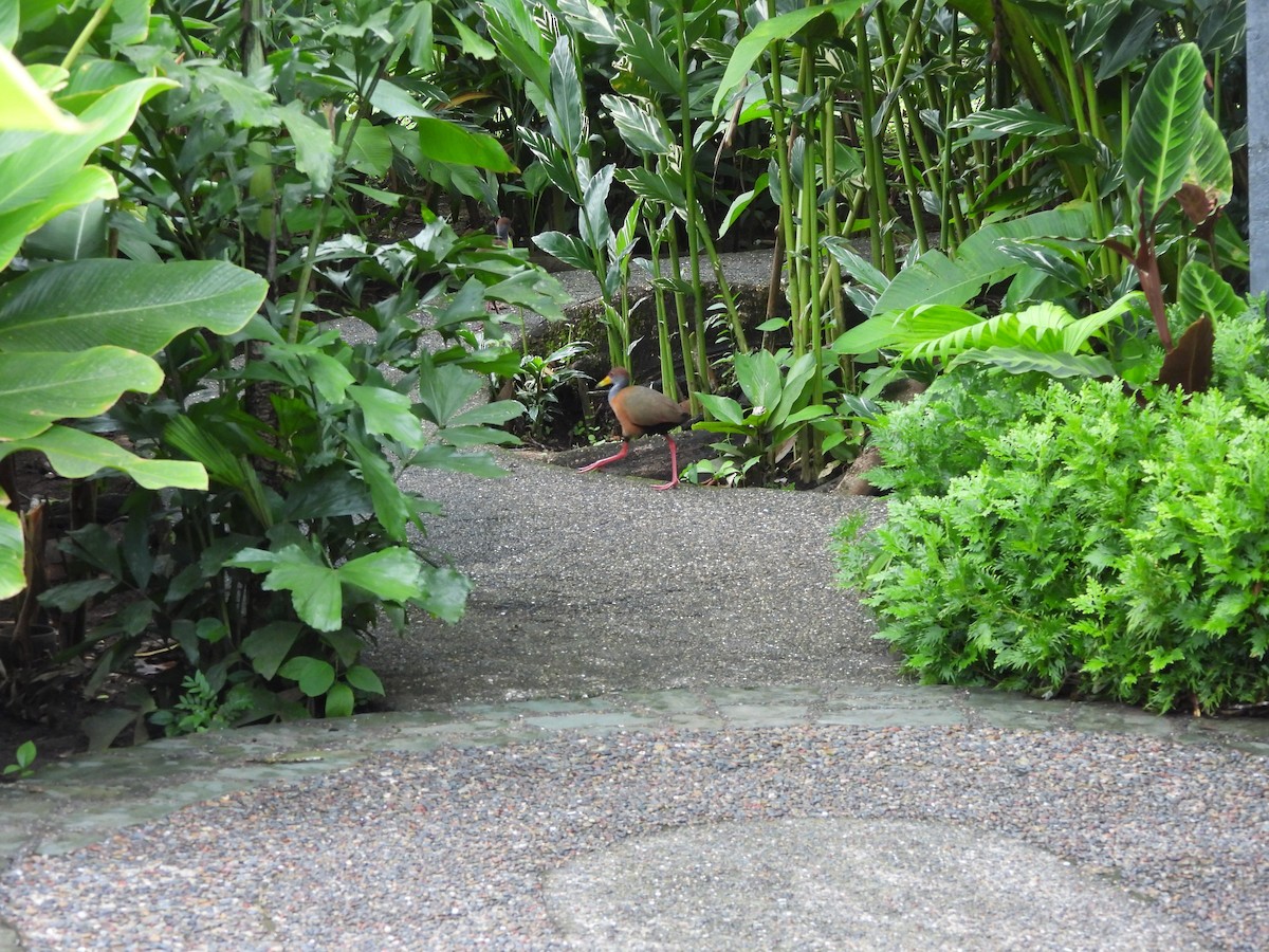 Russet-naped Wood-Rail - ML646676467