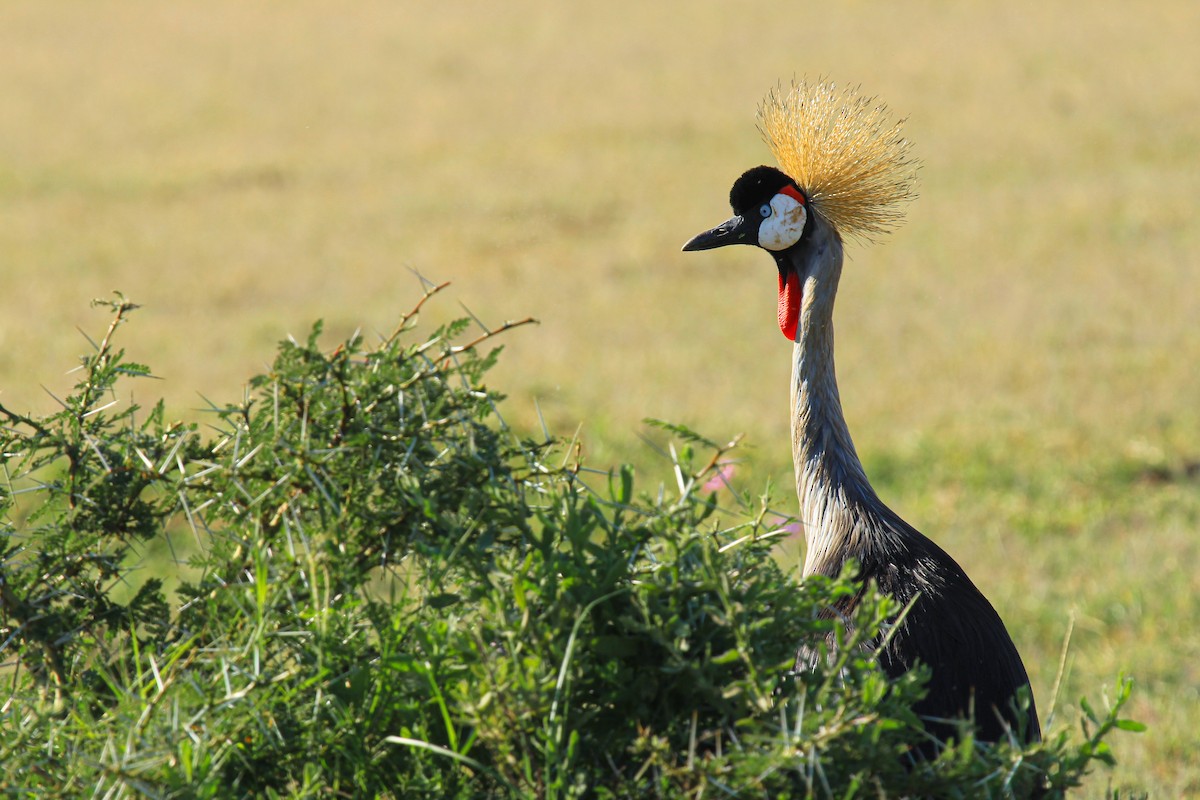 gråkrontrane - ML646676468