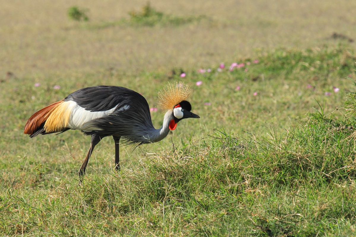 gråkrontrane - ML646676469