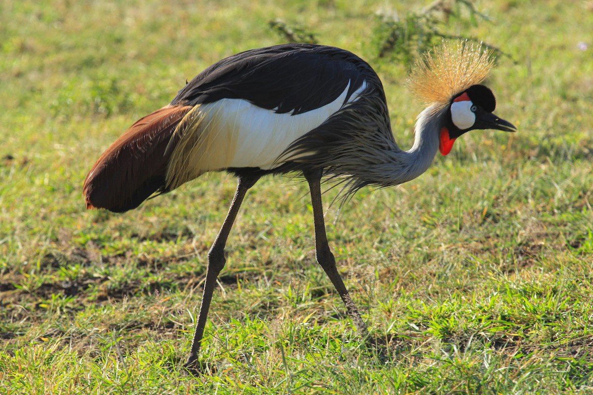 gråkrontrane - ML646676470