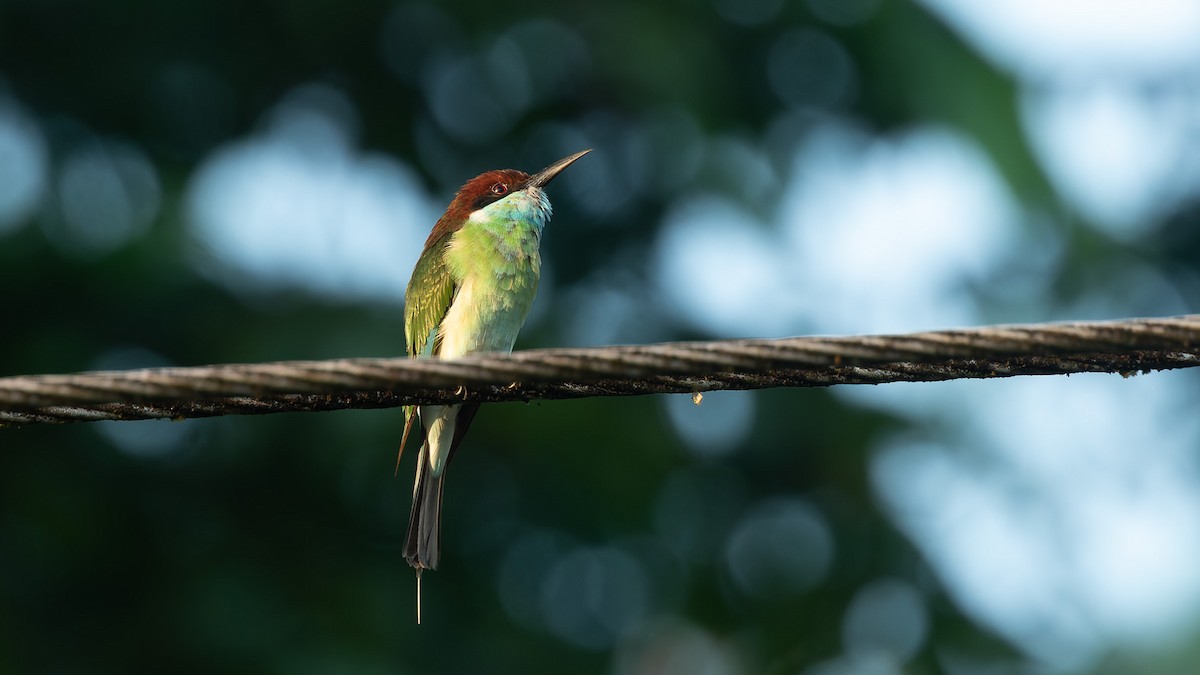 Guêpier à gorge bleue - ML646676472
