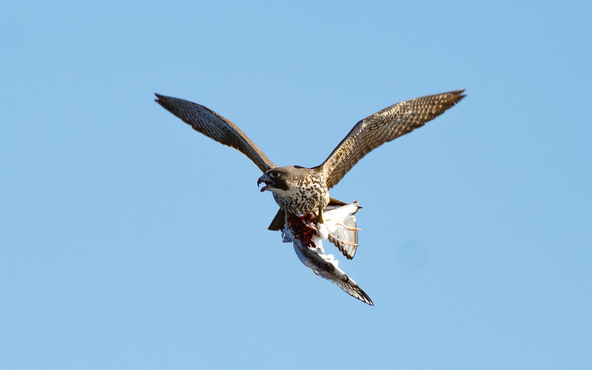 遊隼 - ML646676475