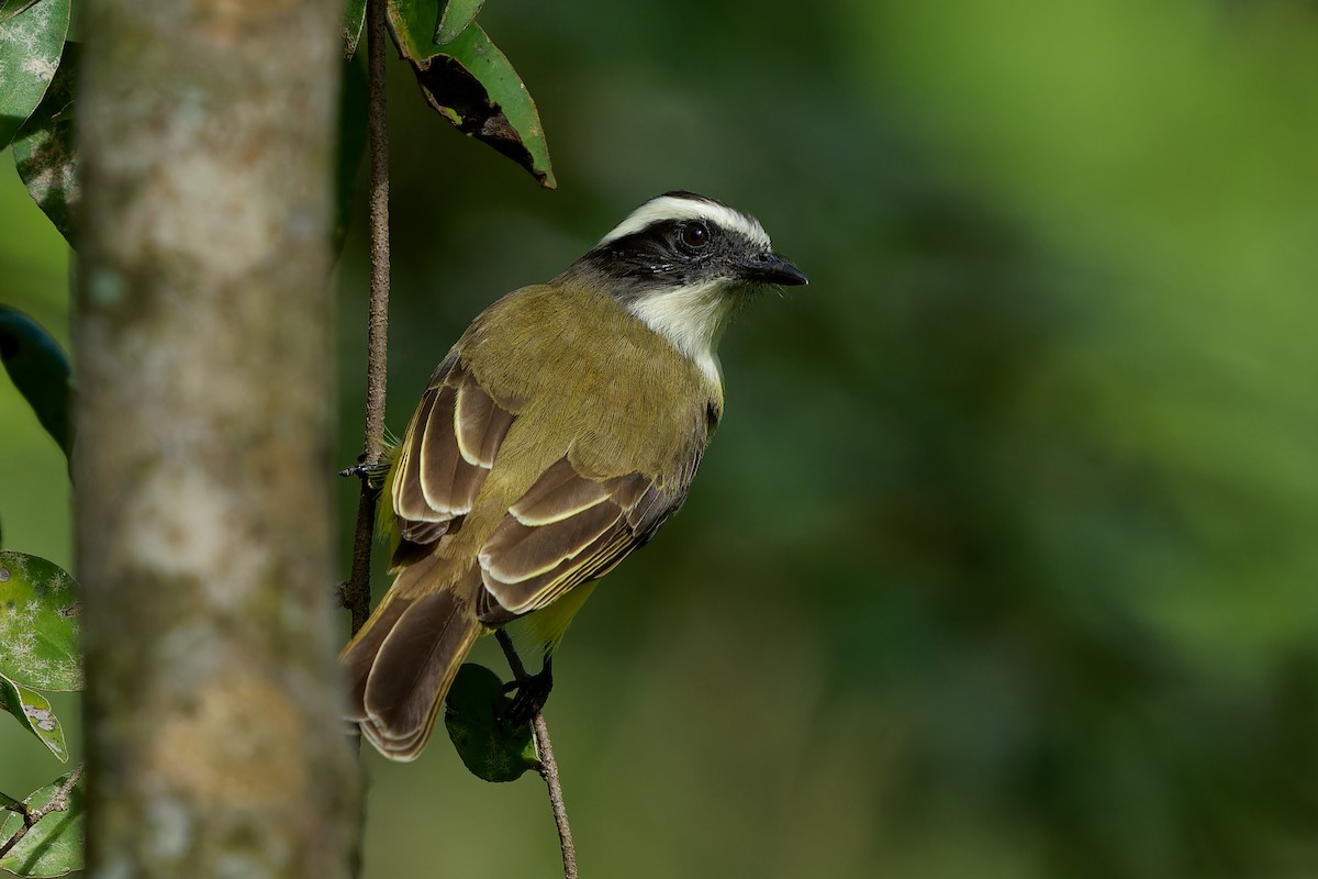 Красношапочный бентеви - ML646676482