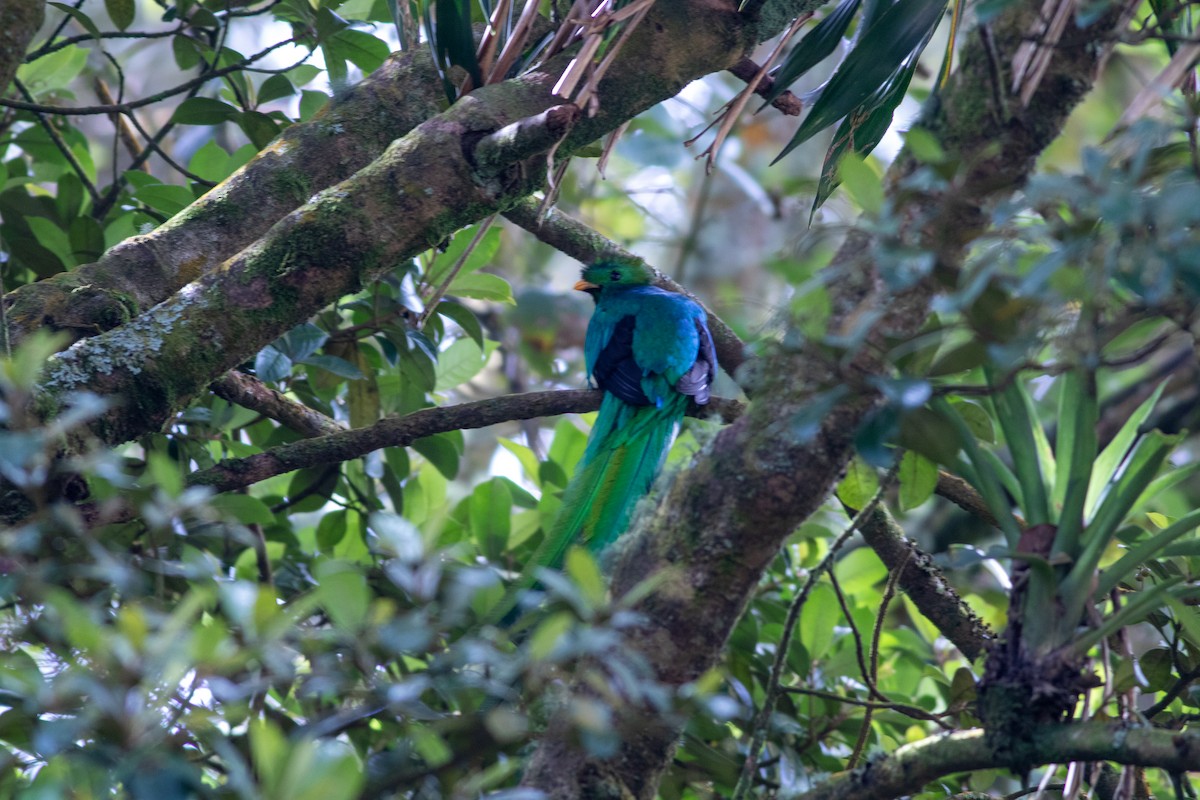 Resplendent Quetzal - ML646676485