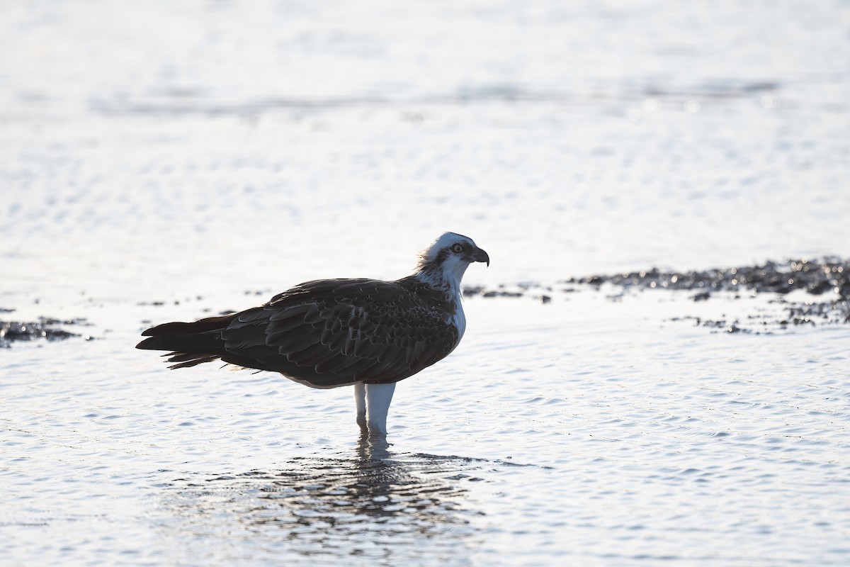 魚鷹(haliaetus) - ML646676487