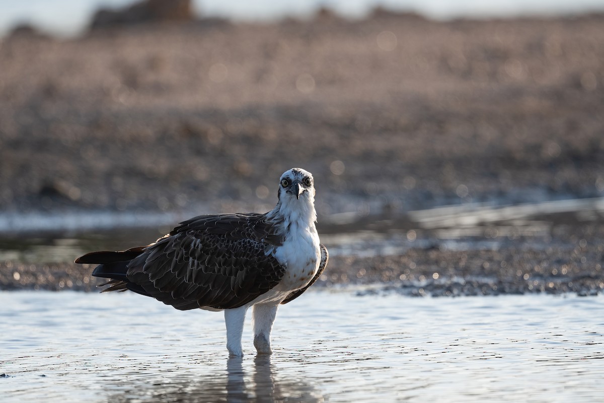 魚鷹(haliaetus) - ML646676488