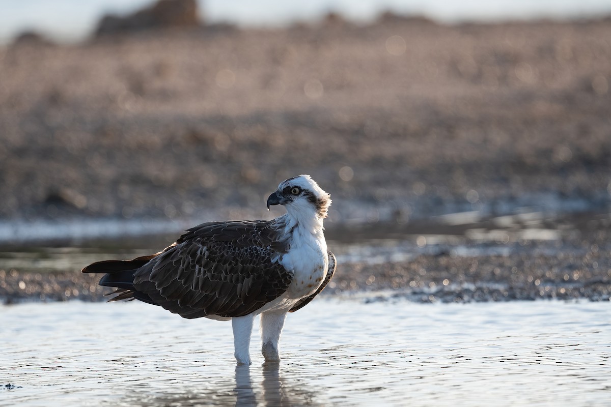 魚鷹(haliaetus) - ML646676489