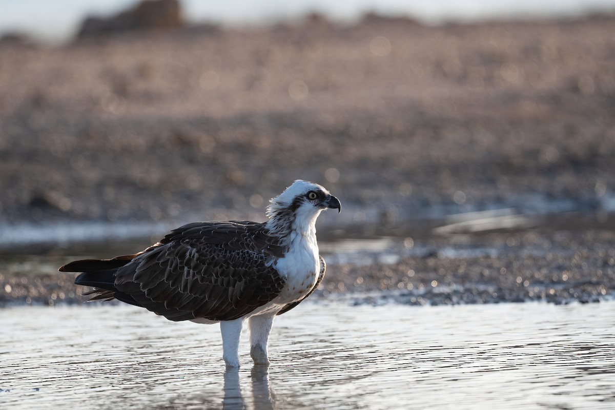 魚鷹(haliaetus) - ML646676490