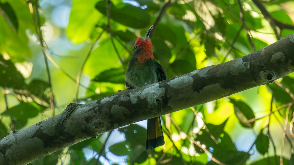 Guêpier à fraise - ML646676491