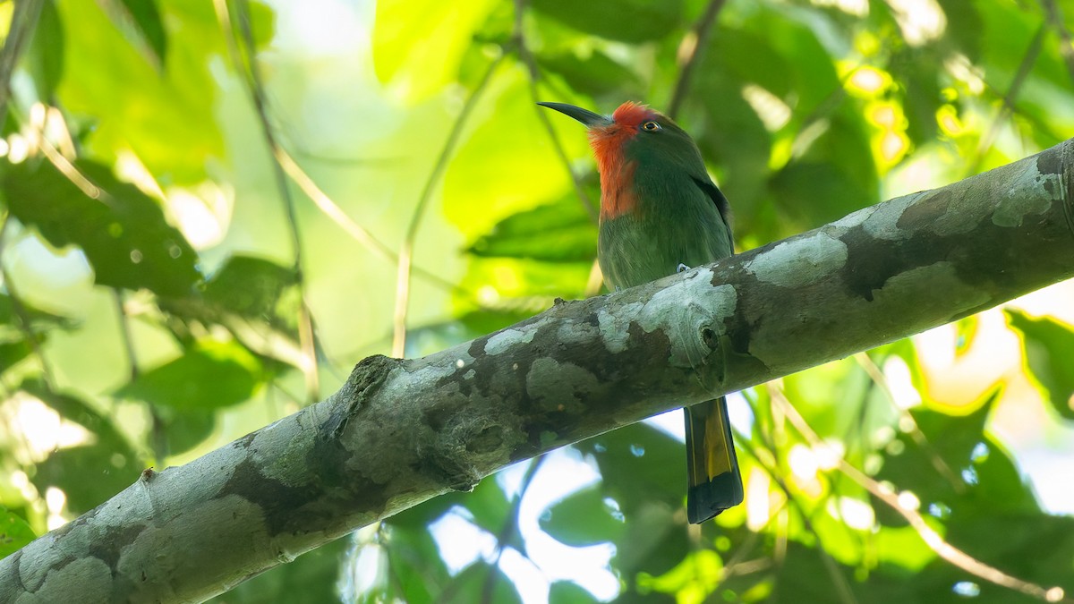 Guêpier à fraise - ML646676492