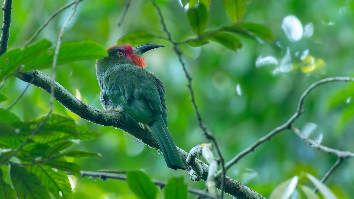 Guêpier à fraise - ML646676493