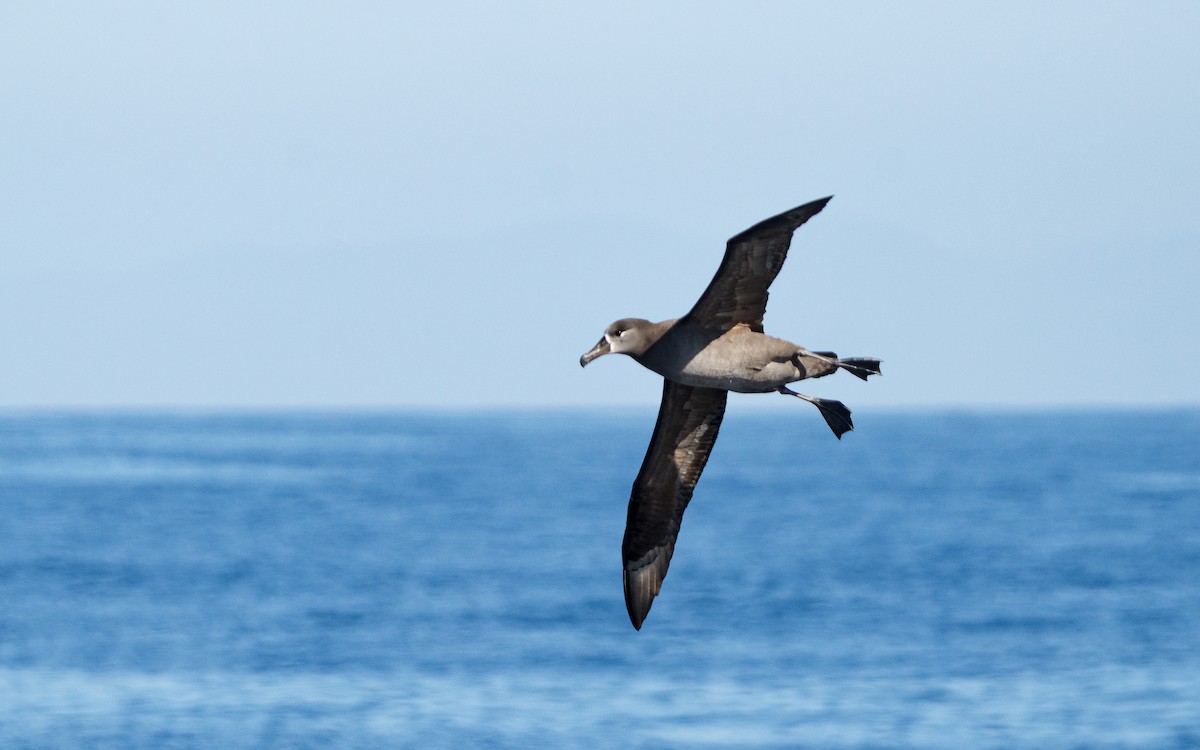 svartfotalbatross - ML646676496