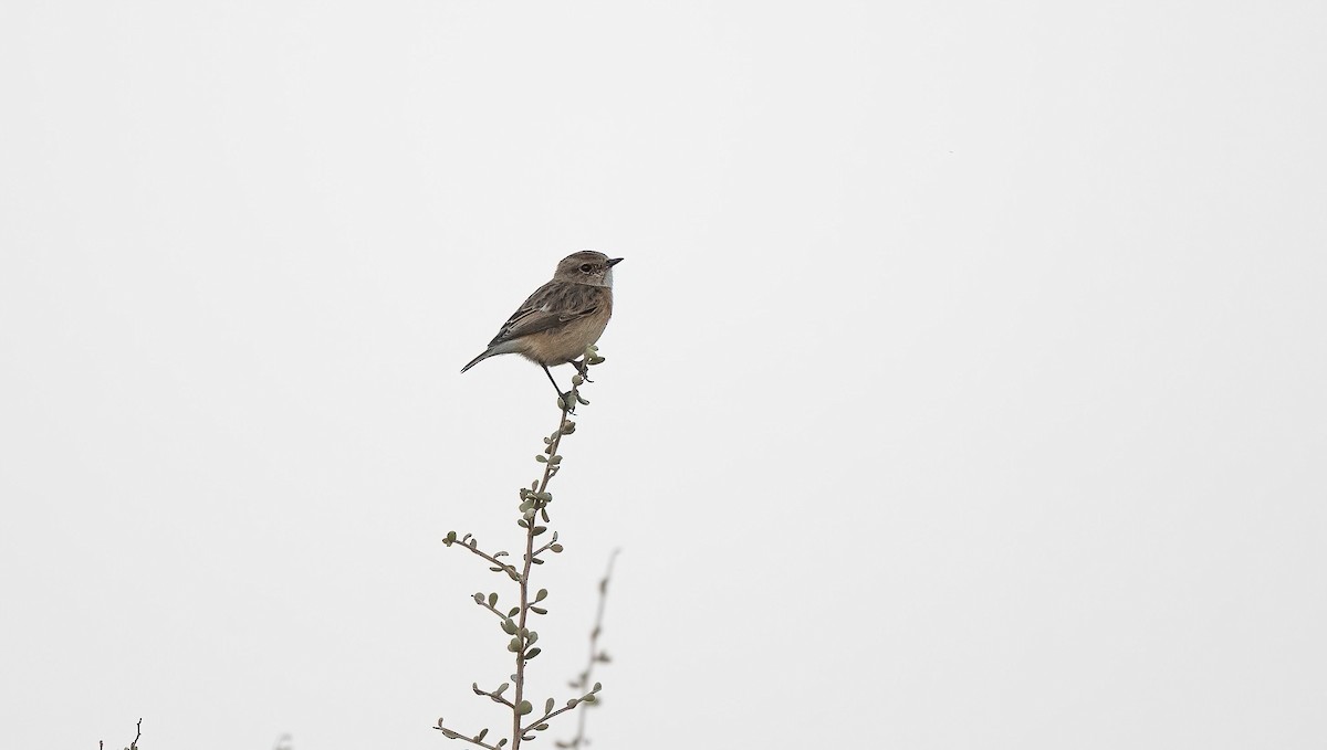 Siberian Stonechat - ML646676498