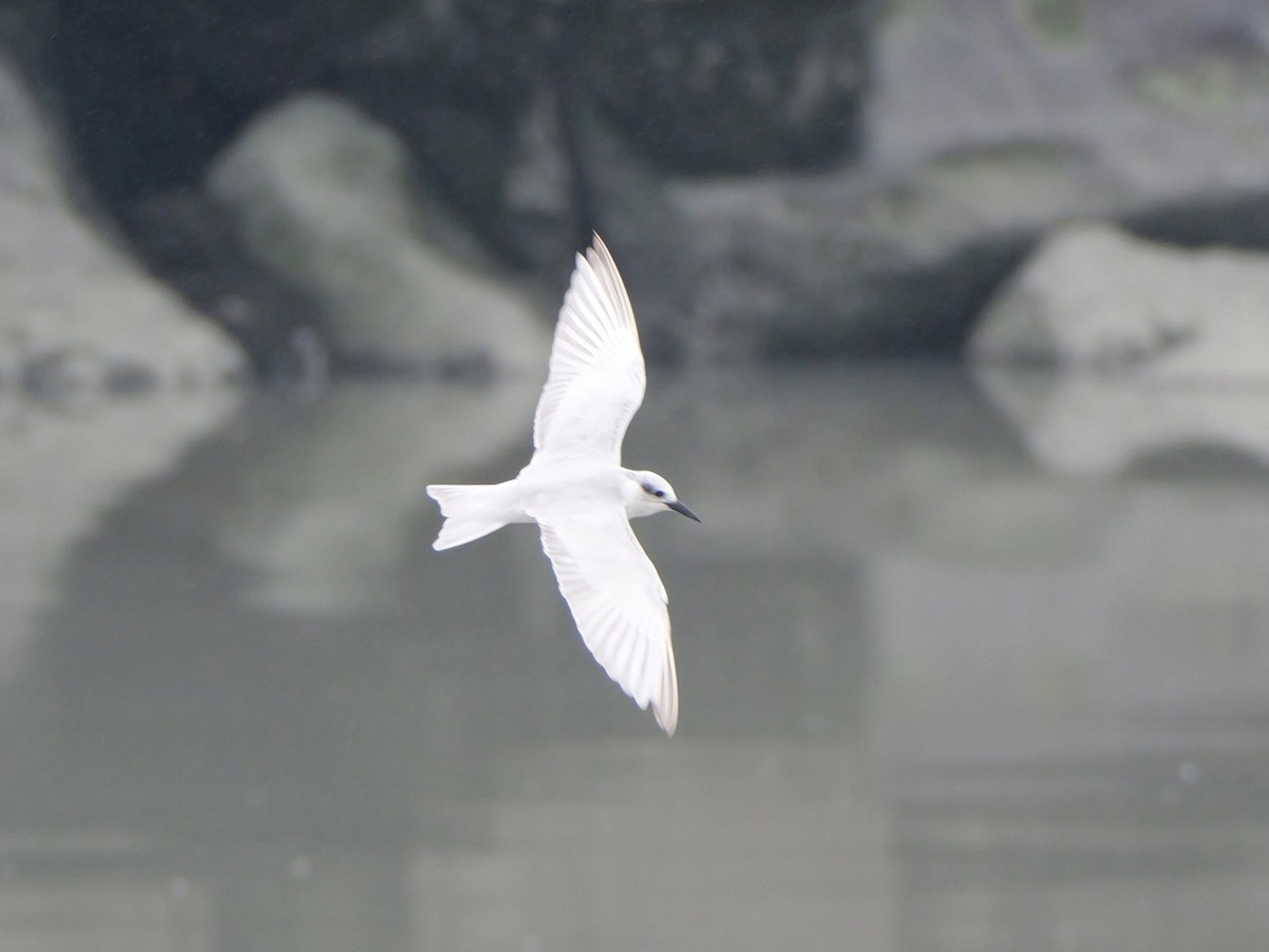 Guifette moustac - ML646676503