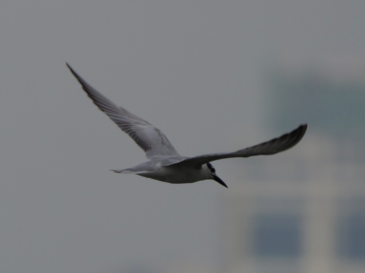 Guifette moustac - ML646676505