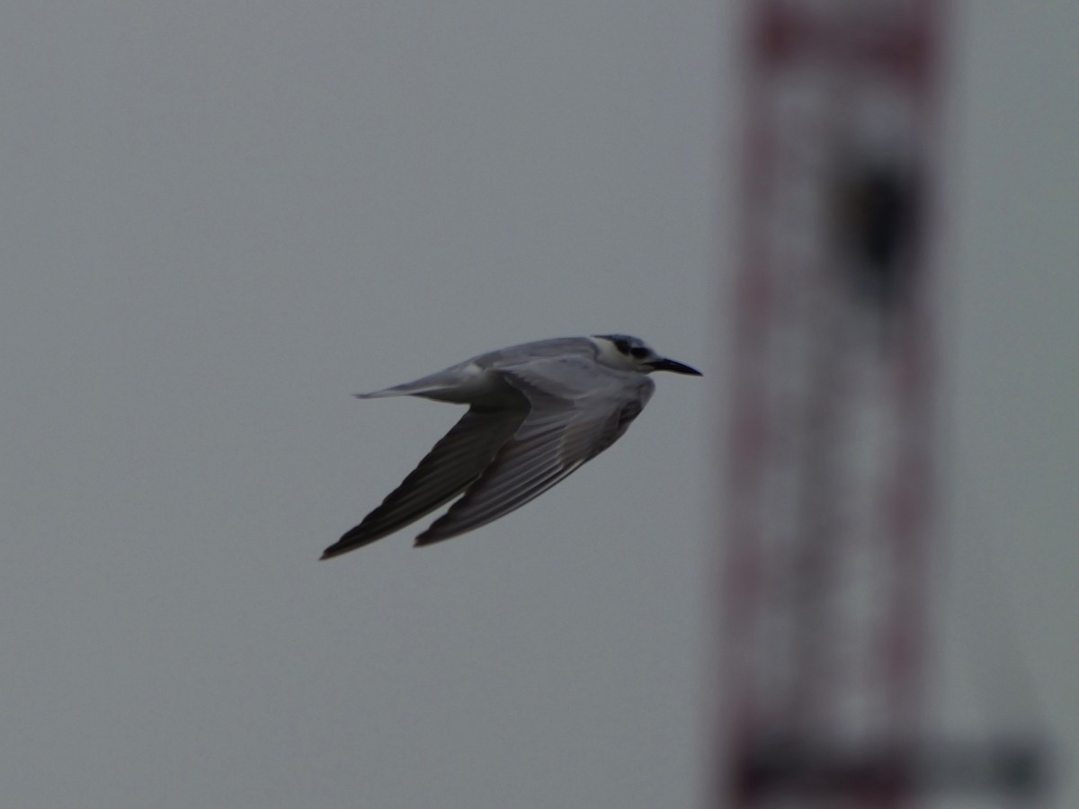 Guifette moustac - ML646676506