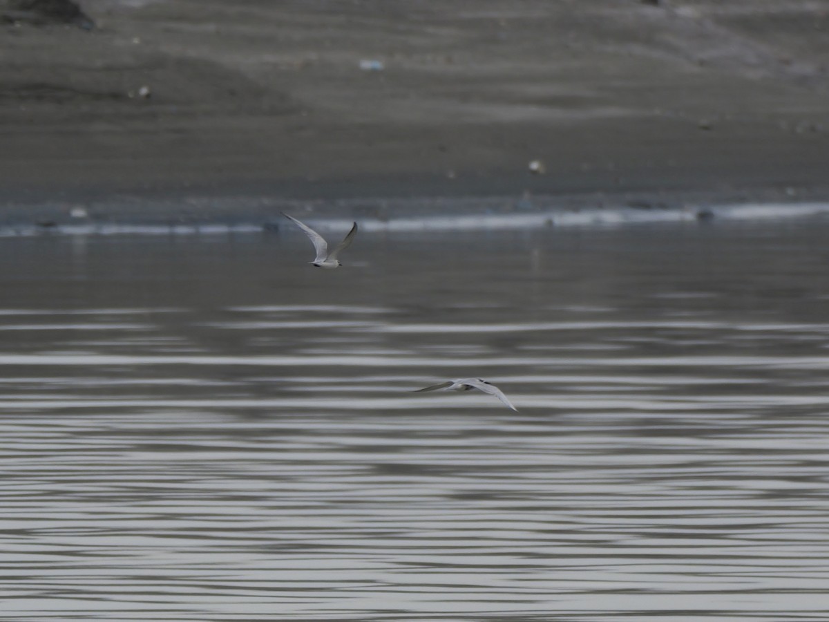 Guifette moustac - ML646676507