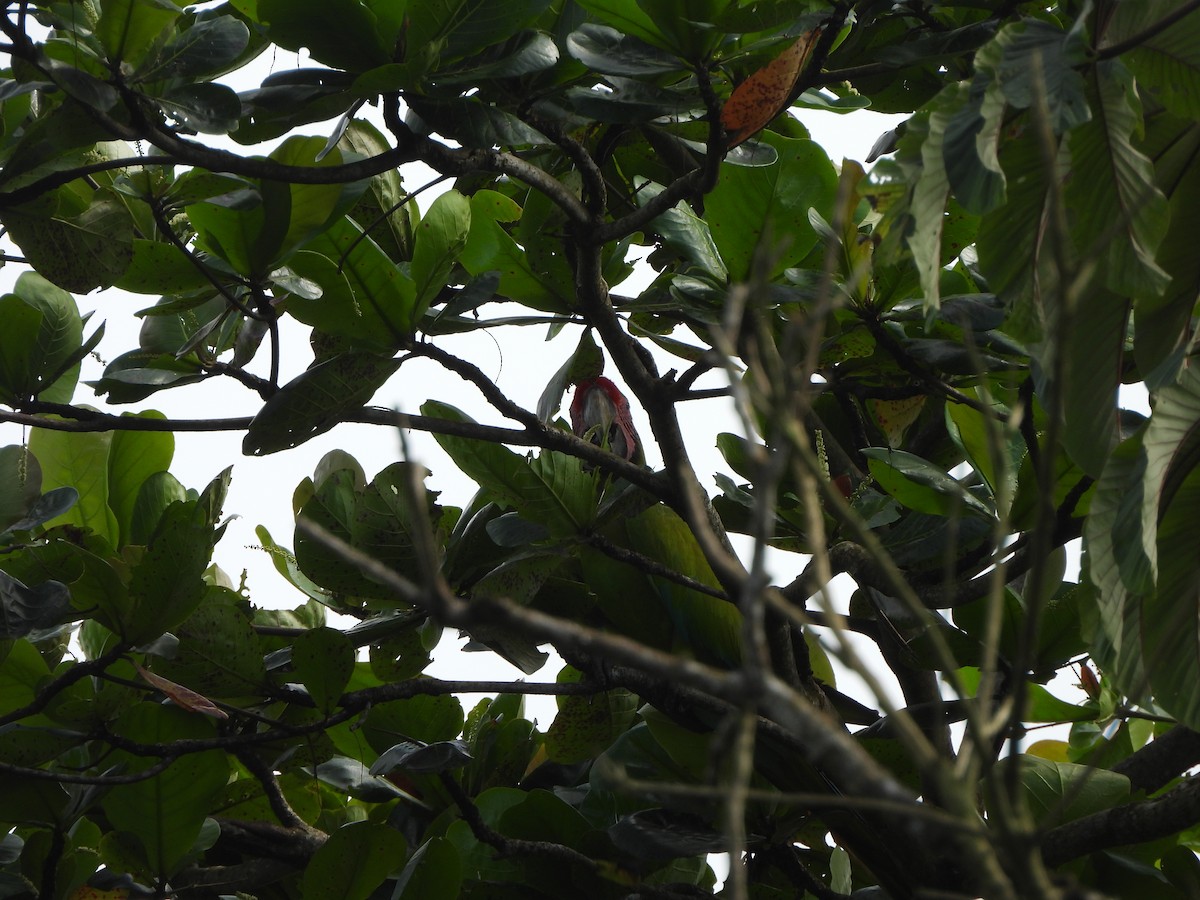 Great Green Macaw - ML646676508