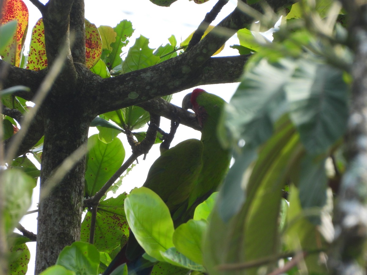 Great Green Macaw - ML646676509