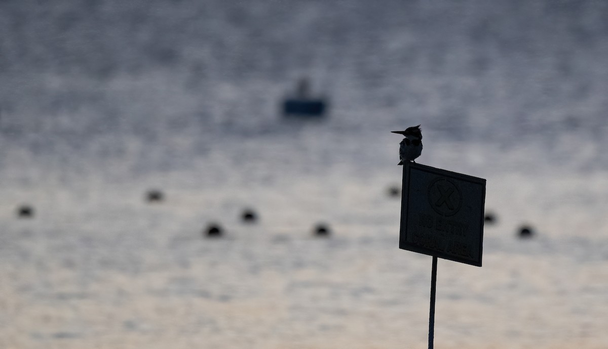 斑翡翠 - ML646676511