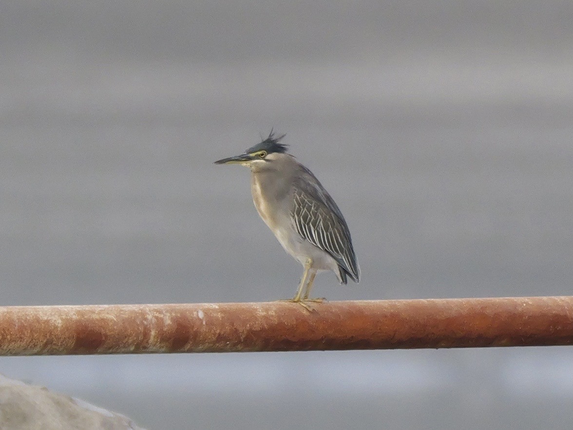 Héron des mangroves - ML646676514