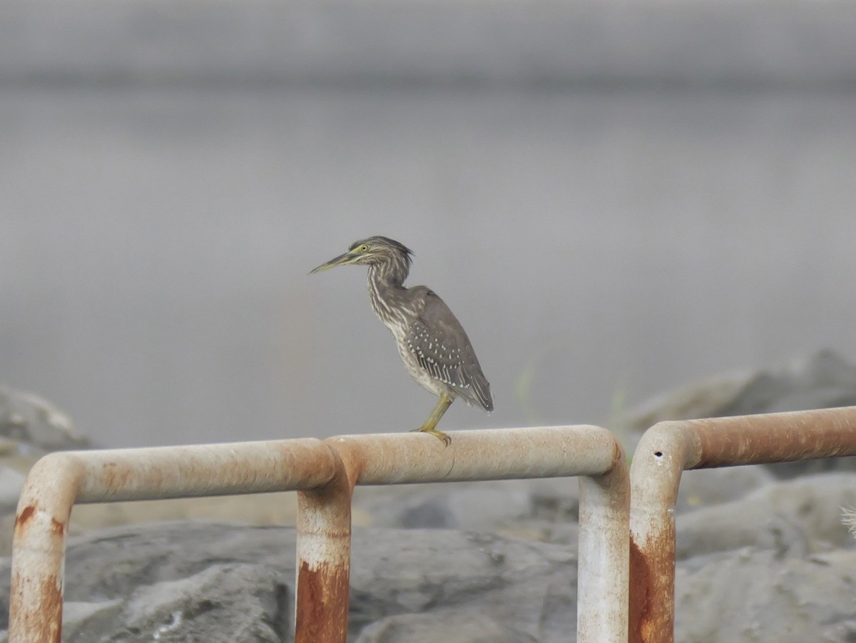 Héron des mangroves - ML646676515