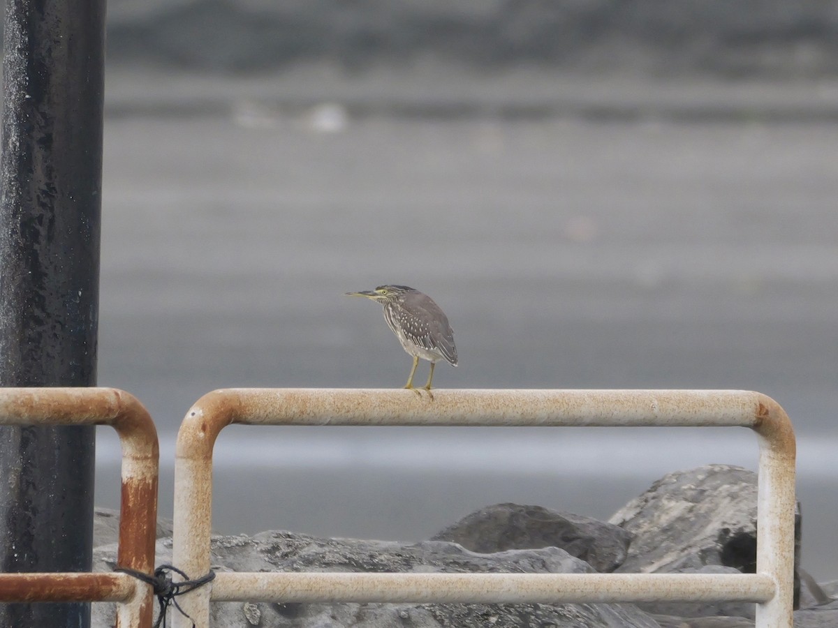 Héron des mangroves - ML646676516