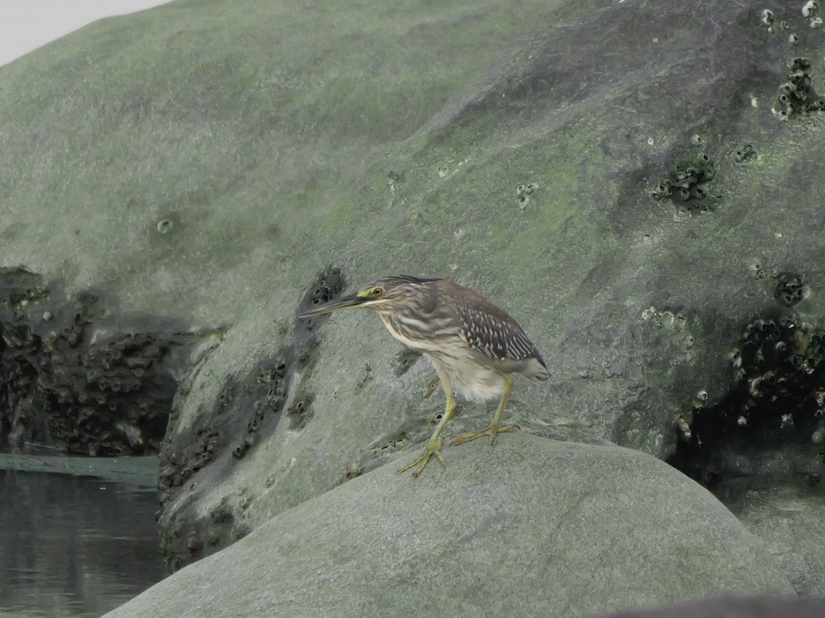 Héron des mangroves - ML646676517