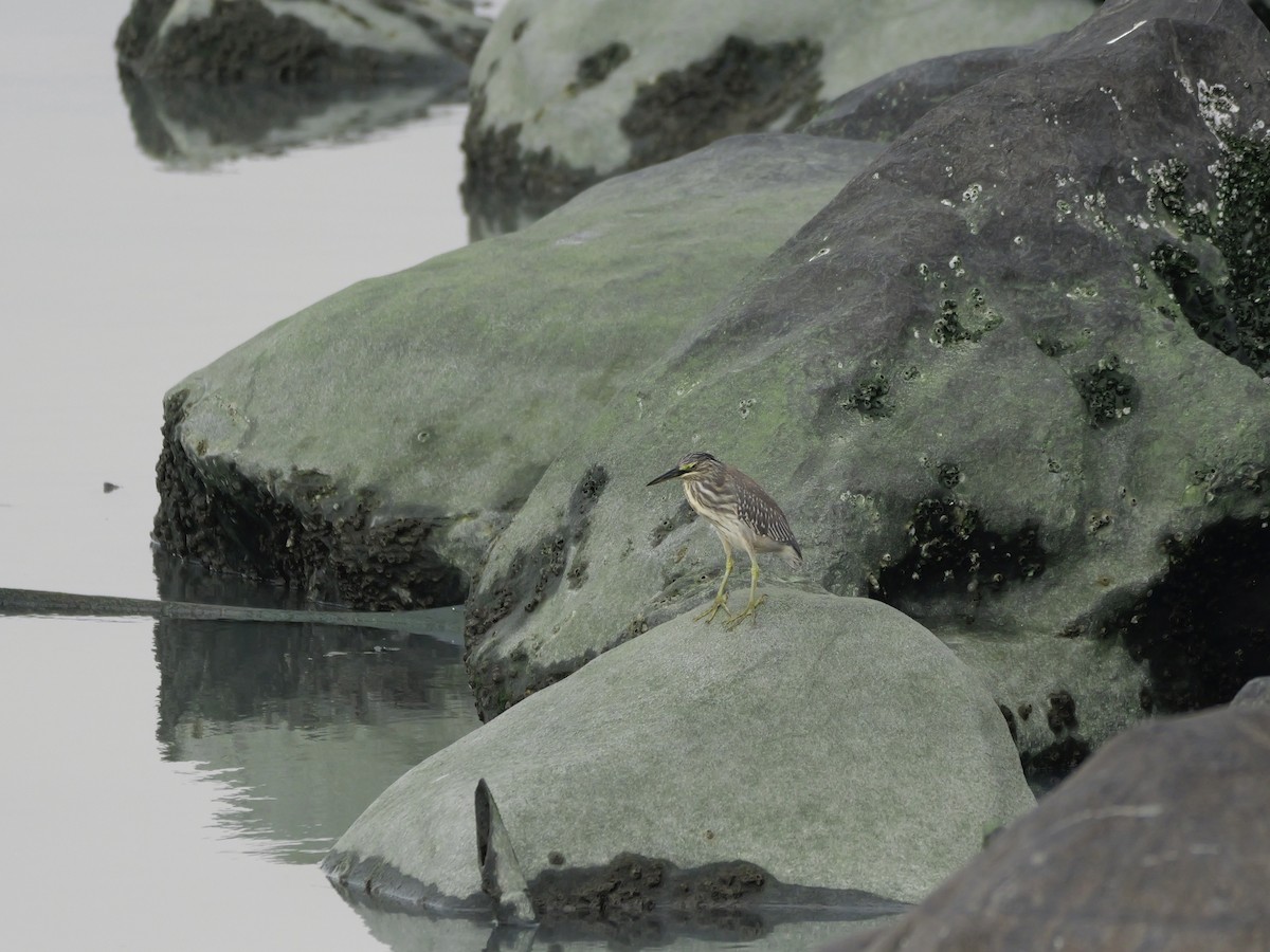 Héron des mangroves - ML646676518