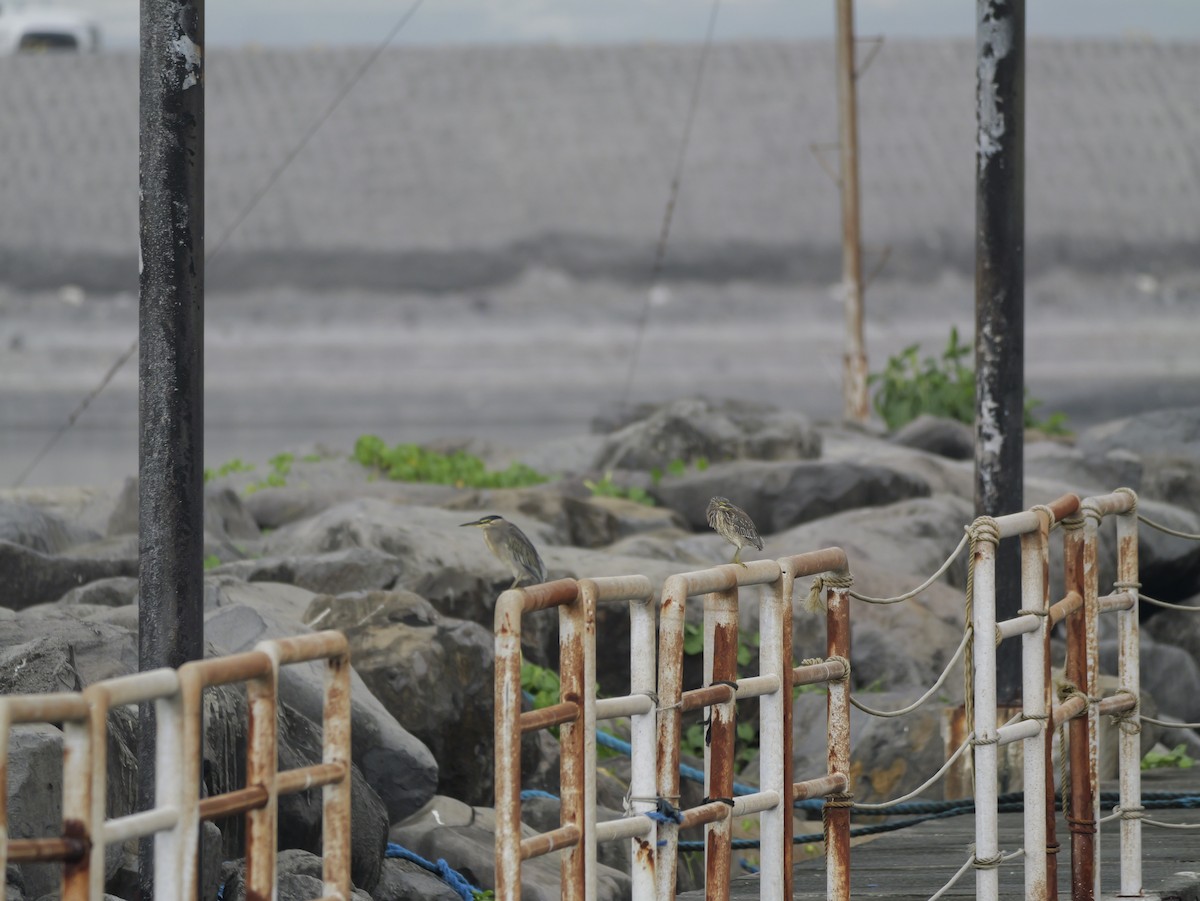 Héron des mangroves - ML646676519