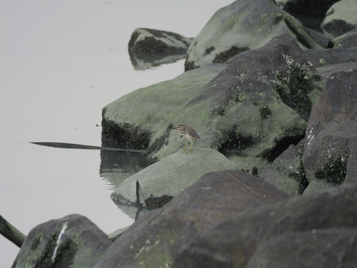 Héron des mangroves - ML646676520